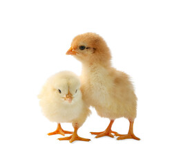 Two cute chicks isolated on white. Baby animals