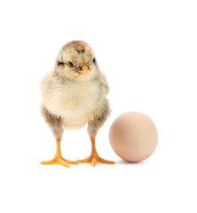 Fototapeta premium Cute chick and egg isolated on white. Baby animal
