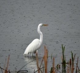 great egret in rain