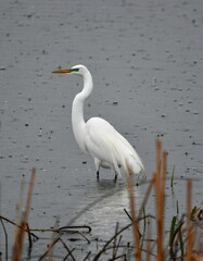 great egret in rain