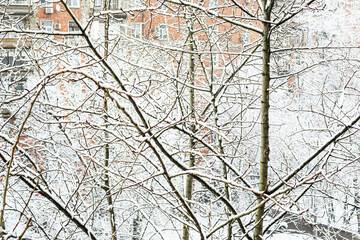 Snowy tree on facade background, snow in the city