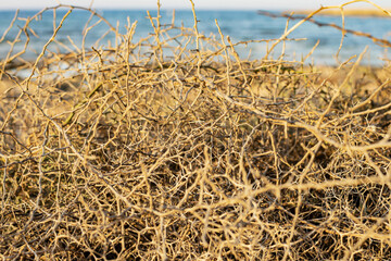 Closeup leafless barren thorny bush with tangled branches, dry dead plant with thorns on branches...