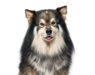 Portrait of Finnish Lapphund dog sitting on transparent background