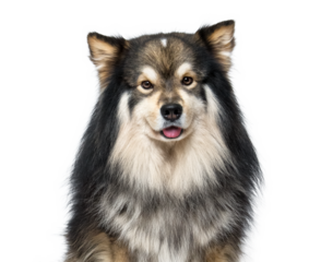 Portrait of Finnish Lapphund dog sitting on transparent background