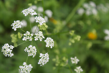 background, field white flowers on blurred green natural background