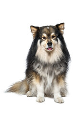 Obraz premium Portrait of Finnish Lapphund dog sitting on transparent background