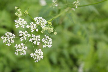 background, field white flowers on blurred natural green background