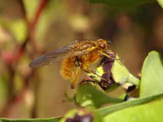 Yellow dung fly (Scathophaga stercoraria), male perching on Mediterranean spurge