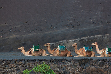 Resting camels waiting to take tourists on a camel ride in Timanfaya National Park, Lanzarote, Spain