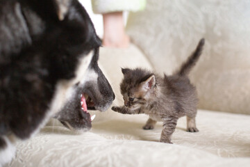 A small tabby kitten and a big dog. The kitten hits the dog with its paw. Friendship between a kitten and a dog.