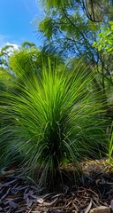 Beautiful Green Grass Tree in an Australian Garden