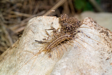 close-up view of house centipede (Scutigera coleoptrata) in the forest . Sardinia, Italy