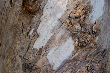 trunk bark of eucalyptus tree