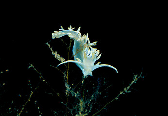 white flabellina nudibranch or sea slug (Luisella babai) Alghero, Capo Caccia, Sardinia, Italy....