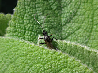 Ichneumon wasp (Stenichneumon culpator), female walking on mullein leaves