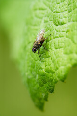 fly on leaf