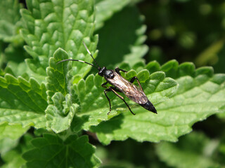 Ichneumon wasp (Stenichneumon culpator), female walking on catmint