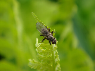 The common tiger fly (Coenosia tigrina), also known as hunter fly or killer fly, female resting on a fern leaf