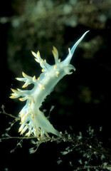 white flabellina nudibranch or sea slug (Luisella babai) Alghero, Capo Caccia, Sardinia, Italy. Mediterranean sea