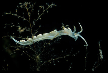 white flabellina nudibranch or sea slug (Luisella babai) Alghero, Capo Caccia, Sardinia, Italy....