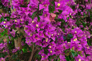 Obraz premium beautiful spring pink flowers surrounded by lush greenery