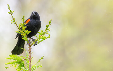Portrait of a red-winged blackbird perched on a plant.