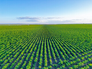 Arial view of a field of potato crops in a row