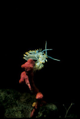 Couple of white flabellina nudibranch or sea slug (Luisella babai) that are mating. Alghero, Capo Caccia, Sardinia, Italy. Mediterranean sea
