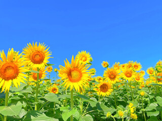 Obraz premium ひまわりと青空