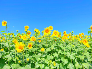 ひまわりと青空