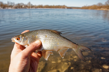 Obraz premium Roach fish in fisherman's hand, float fishing on a river, clear sunny spring weather