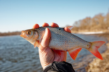 Rudd fish with red fins fish in fisherman's hand, float fishing on a river, clear sunny spring weather - obrazy, fototapety, plakaty