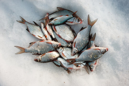 Pile of silver bream and roach fish, float fishing catch