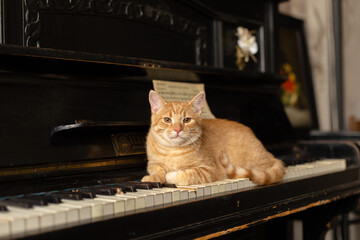A red cat lies on the piano keys in an art workshop. © Irina