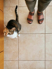 Calico cat sitting on the floor wating for the owner giving some food. Hungry tabby cat. Flat lay...
