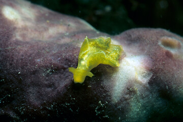 Sea slug Elysia flava it is a mollusk without a shell (opisthobranch) that feeds on algae