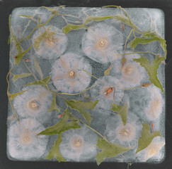 Dandelion Seed Heads and Green Leaves Frozen in Ice &mdash; Botanical Still Life on Dark Background