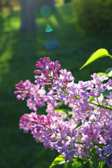 lilac, flowers in the garden