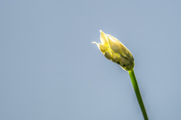 bud of a wild garlic stalk glistening in the sun