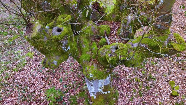Overhead view of a Beech (Fagus sylvatica) pollard in the area of the town of Ochandiano in the Province of Bizkaia. Basque Country. Spain. Europe