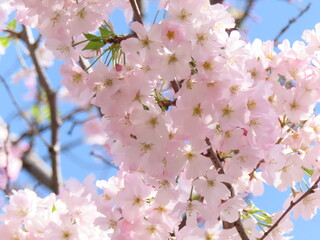 満開の桜