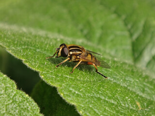 Footballer hover fly (Helophilus pendulus), male sitting on a mullein leaf