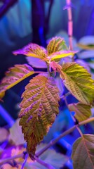 The development of electro light sensors has revolutionized field studies, allowing scientists to observe and record the moisture content in leaves at a macro level, enhancing our understanding of pla - obrazy, fototapety, plakaty