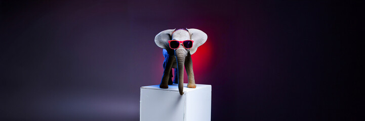 baby elephant with sunglasses on podium