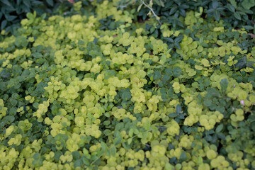 Dense chartreuse ground cover creating a lush garden texture.