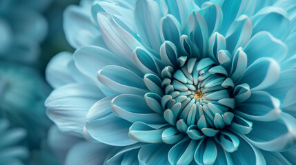 Macro Portrait of a Chrysanthemum's Intricate Layers. Turquoise Elegance. Beautiful Abstract Background.