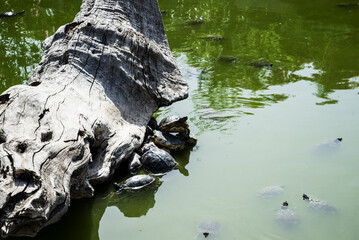a turtle climbed out of a lake onto a dry tree