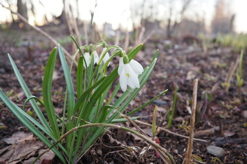 Galanthus, or snowdrop, is a small genus of bulbous perennial herbaceous plants in the family...