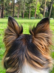 yorkshire terrier in the grass