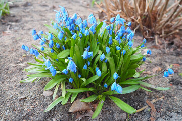 Scilla is a genus of bulb-forming perennial herbaceous plants in the family Asparagaceae, subfamily...